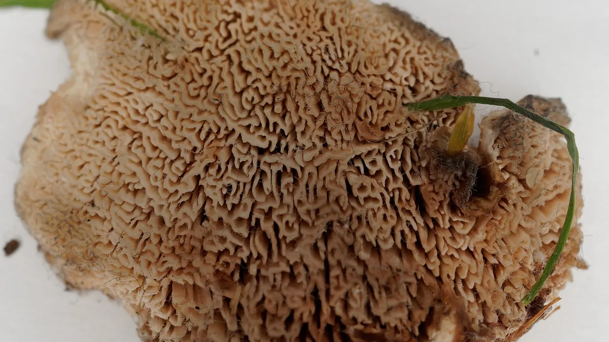 Large Pores