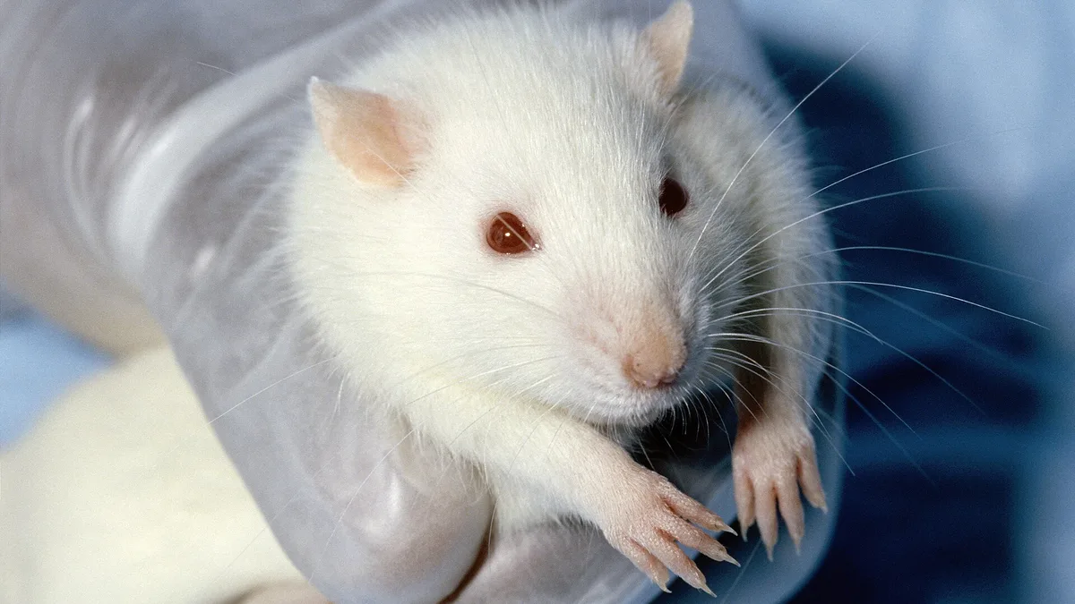 Vegan, Cruelty Free And What The Labels Mean