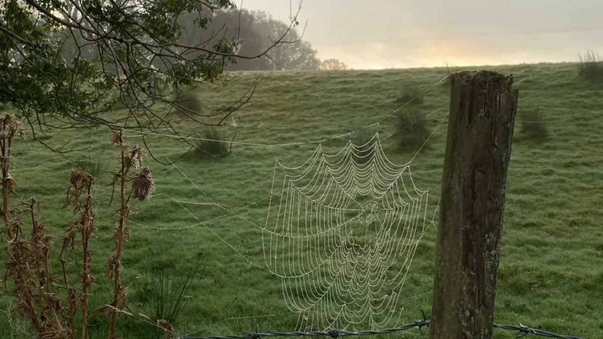 Dewy